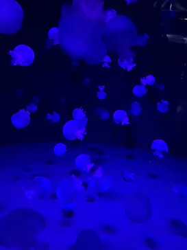 京都水族館に投稿された画像（2026/5/29）