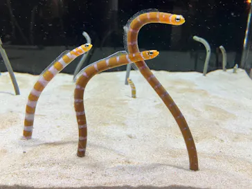 京都水族館に投稿された画像（2026/5/29）