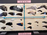 特別展「鳥 ～ゲノム解析が解き明かす新しい鳥類の系統～」に投稿された画像（2026/5/29）