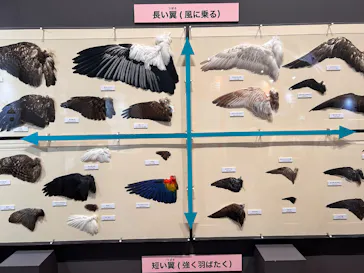 特別展「鳥 ～ゲノム解析が解き明かす新しい鳥類の系統～」に投稿された画像（2026/5/29）