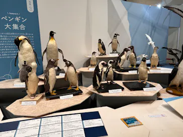 特別展「鳥 ～ゲノム解析が解き明かす新しい鳥類の系統～」に投稿された画像（2026/5/29）