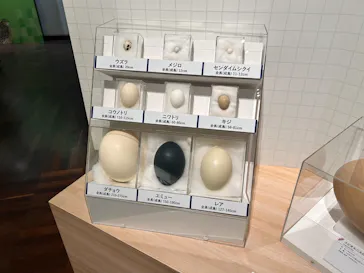 特別展「鳥 ～ゲノム解析が解き明かす新しい鳥類の系統～」に投稿された画像（2026/5/29）