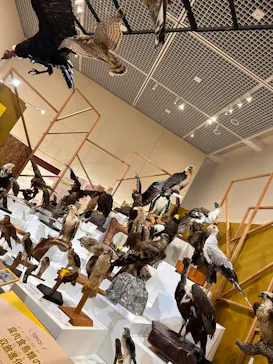 特別展「鳥 ～ゲノム解析が解き明かす新しい鳥類の系統～」に投稿された画像（2026/5/29）