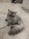 猫カフェモカ イオンモール神戸北店に投稿された画像（2026/5/29）