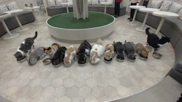 猫カフェモカ イオンモール神戸北店に投稿された画像（2026/5/29）
