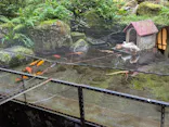 箱根湯本温泉 天成園に投稿された画像（2026/5/30）