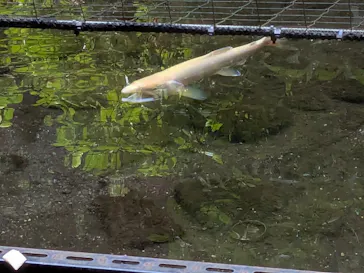 箱根湯本温泉 天成園に投稿された画像（2026/5/29）