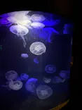 串本海中公園水族館に投稿された画像（2026/5/30）