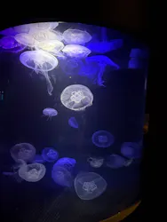 串本海中公園水族館に投稿された画像（2026/5/30）