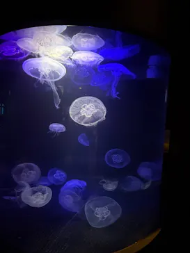 串本海中公園水族館に投稿された画像（2026/5/30）