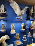 特別展「鳥 ～ゲノム解析が解き明かす新しい鳥類の系統～」に投稿された画像（2026/5/30）