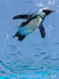 サンシャイン水族館に投稿された画像（2026/5/30）