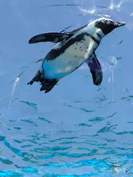サンシャイン水族館に投稿された画像（2026/5/30）