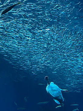 アクアワールド茨城県大洗水族館に投稿された画像（2026/5/30）