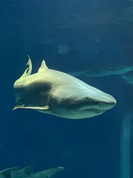 アクアワールド茨城県大洗水族館に投稿された画像（2026/5/30）