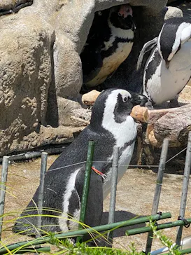 サンシャイン水族館に投稿された画像（2026/5/30）