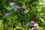 勝尾寺に投稿された画像（2026/5/30）