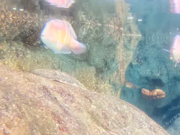 新江ノ島水族館に投稿された画像（2026/5/30）