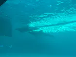 しながわ水族館に投稿された画像（2026/5/30）