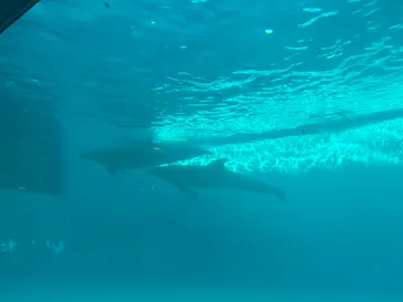 しながわ水族館に投稿された画像（2026/5/30）