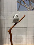 特別展「鳥 ～ゲノム解析が解き明かす新しい鳥類の系統～」に投稿された画像（2026/5/30）