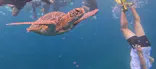 石垣島　ウミガメシュノーケル　マリンショップHAPPYに投稿された画像（2026/5/30）