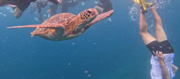 石垣島　ウミガメシュノーケル　マリンショップHAPPYに投稿された画像（2026/5/30）