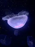 サンシャイン水族館に投稿された画像（2026/5/30）