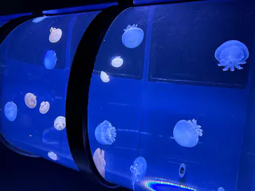 すみだ水族館に投稿された画像（2026/5/30）