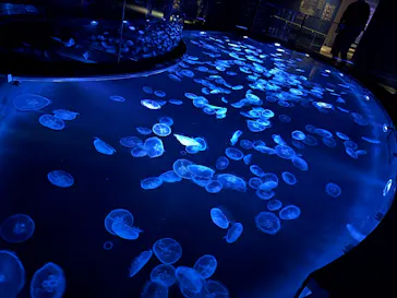 すみだ水族館に投稿された画像（2026/5/30）