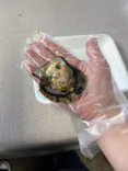 真珠工房 真珠の里に投稿された画像（2026/5/30）