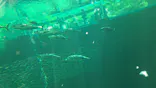 環境水族館アクアマリンふくしまに投稿された画像（2026/5/30）