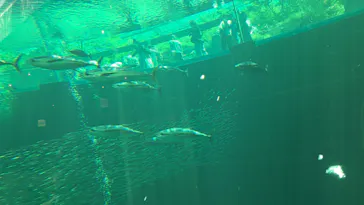 環境水族館アクアマリンふくしまに投稿された画像（2026/5/30）