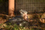 恩賜上野動物園に投稿された画像（2026/5/30）