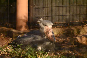 恩賜上野動物園に投稿された画像（2026/5/30）