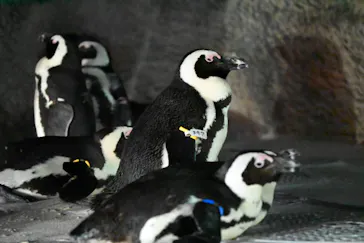 恩賜上野動物園に投稿された画像（2026/5/30）