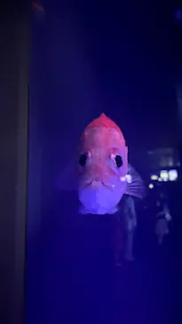 新江ノ島水族館に投稿された画像（2026/5/30）
