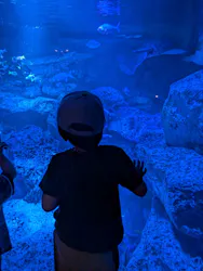 すみだ水族館に投稿された画像（2026/5/30）