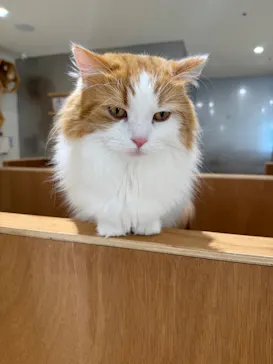 Cat Café MOFF 仙台PARCO店に投稿された画像（2026/5/30）