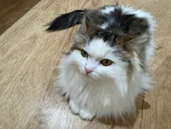 Cat Café MOFF 仙台PARCO店に投稿された画像（2026/5/30）