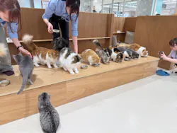 Cat Café MOFF 仙台PARCO店に投稿された画像（2026/5/30）