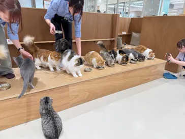 Cat Café MOFF 仙台PARCO店に投稿された画像（2026/5/30）