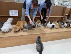 Cat Café MOFF 仙台PARCO店に投稿された画像（2026/5/30）