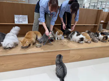Cat Café MOFF 仙台PARCO店に投稿された画像（2026/5/30）