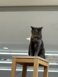 Cat Café MOFF 仙台PARCO店に投稿された画像（2026/5/30）