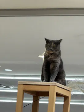 Cat Café MOFF 仙台PARCO店に投稿された画像（2026/5/30）