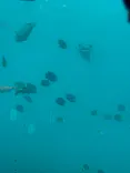 串本海中公園水族館に投稿された画像（2026/5/30）