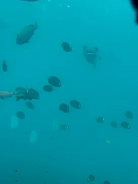 串本海中公園水族館に投稿された画像（2026/5/30）