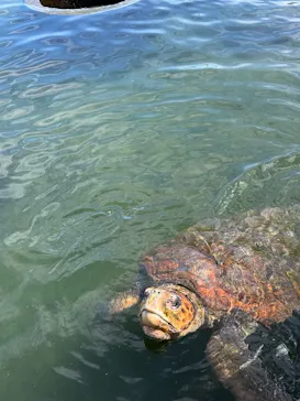 串本海中公園水族館に投稿された画像（2026/5/30）