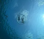 SeaChan石垣島に投稿された画像（2026/5/30）